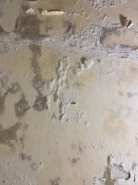 Best Attic Mold Removal  in Covington, GA