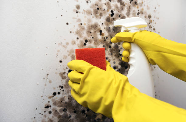 Best Black Mold Removal  in Covington, GA