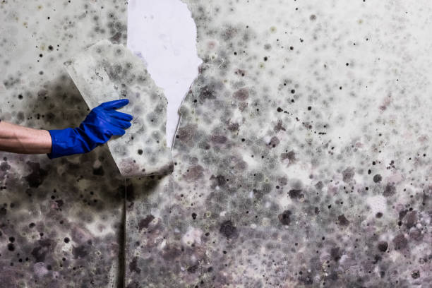 Best Best Mold Removal Companies  in Covington, GA